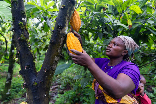 Femme agricultrice récoltant une cabosse de cacao dans une plantation camerounaise