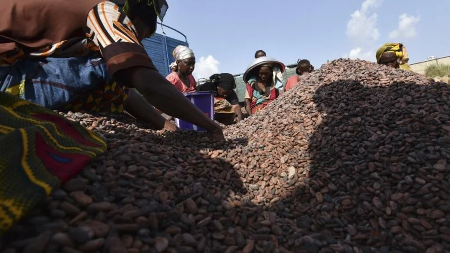 Achat de cacao auprès des coopératives camerounaises