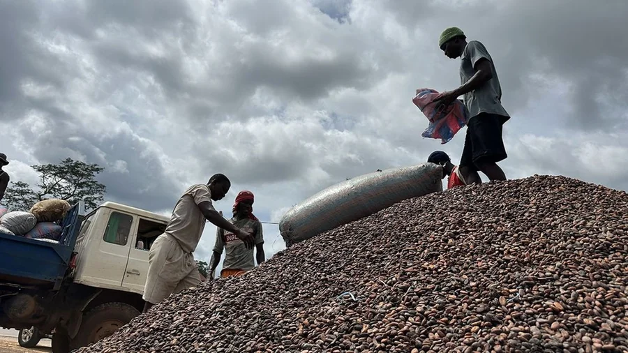 Certification Rainforest Alliance et UTZ — ENTRACAO