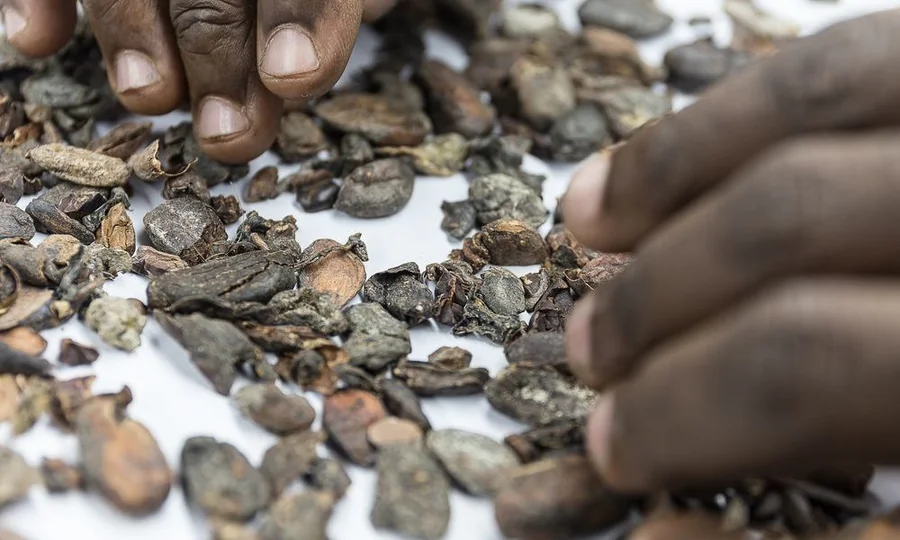 Contrôle qualité et certification Rainforest Alliance