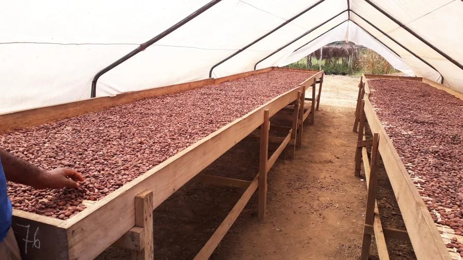 Fèves de cacao certifiées prêtes à l'exportation — ENTRACAO SARL