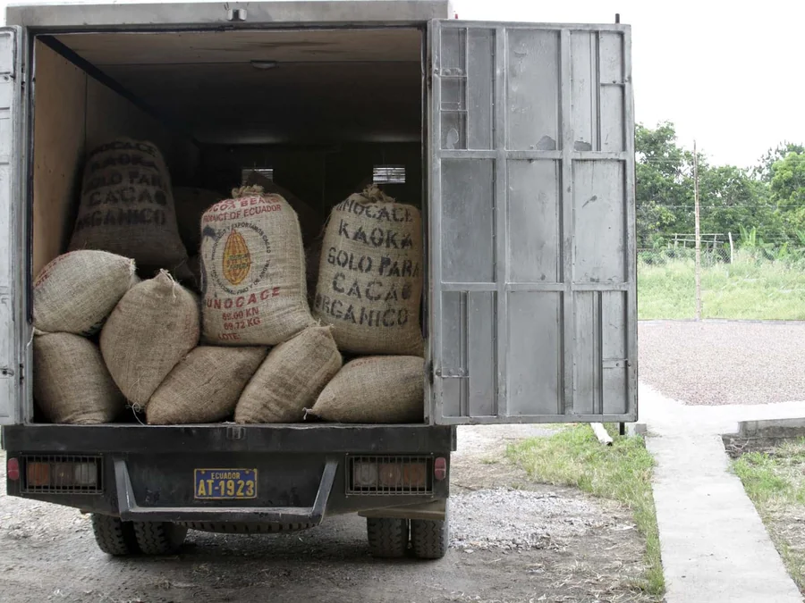 Champ de cacao en pleine floraison — partenaires d'ENTRACAO