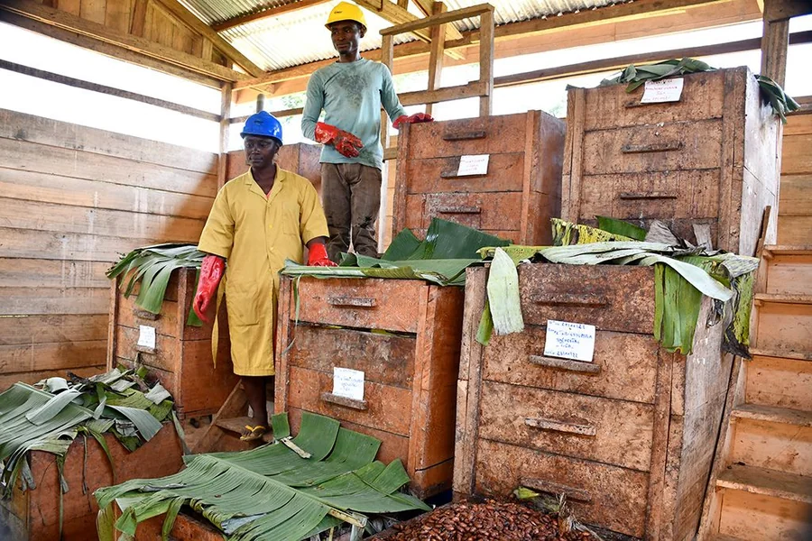 Fèves de cacao en cours de fermentation