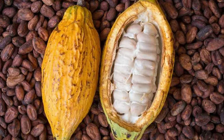 Collecte de cacao en coopérative au Cameroun