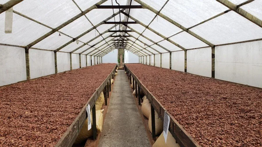 Fèves de cacao certifiées Rainforest Alliance — ENTRACAO SARL