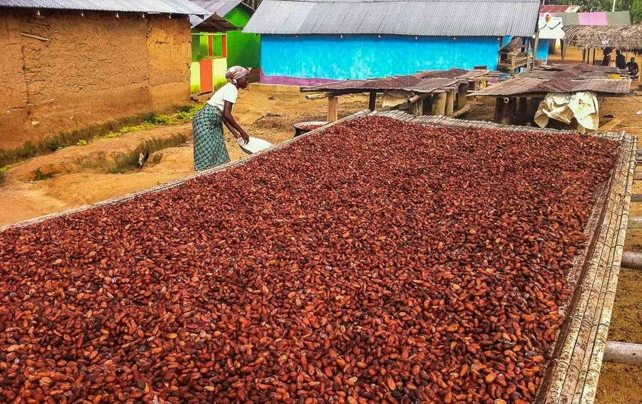 Accompagnement des producteurs de cacao