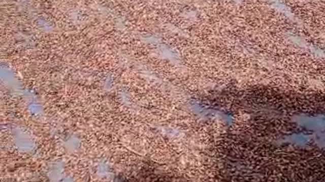 Séchage du cacao — ENTRACAO SARL